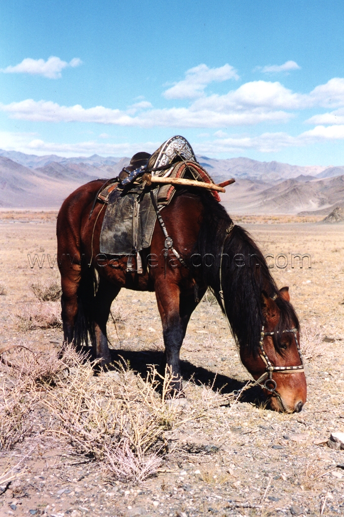 Kazakh%20horse.jpg