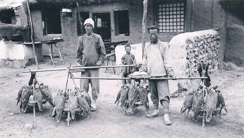 Chinese traders by falcons
