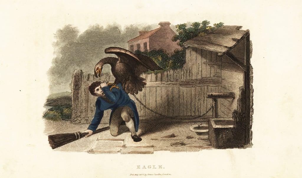 An eagle attacking its keeper in revenge for a whipping a week before 