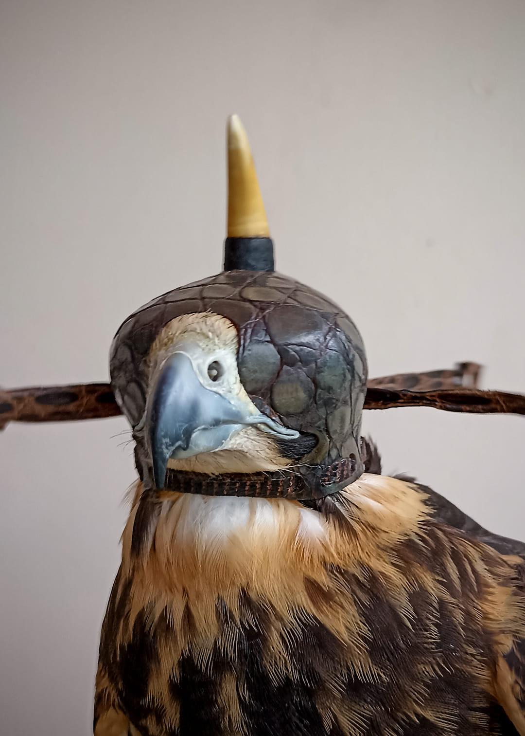 Hood without seam on Aplomado Falcon made by Eduardo Restrepo