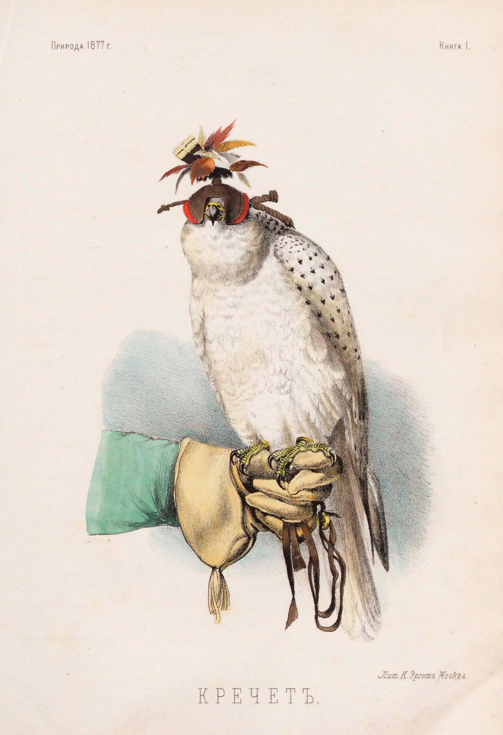 Gyrfalcon - Lithography by K.Ergot (1877)